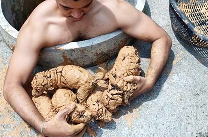  A kind young man rescued five small animals from the thick mud, not knowing who they were