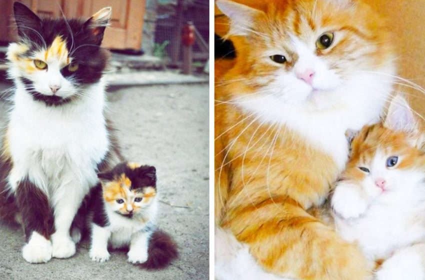  Mother cats and their kittens resembled each other like two drops of water