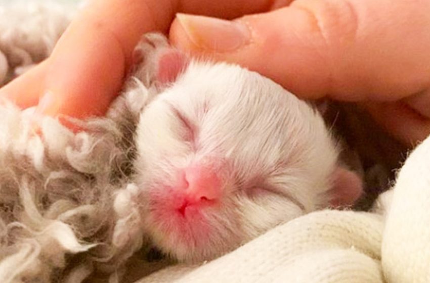  The couple decided to fight for the life of a newborn kitten abandoned by a cat mom