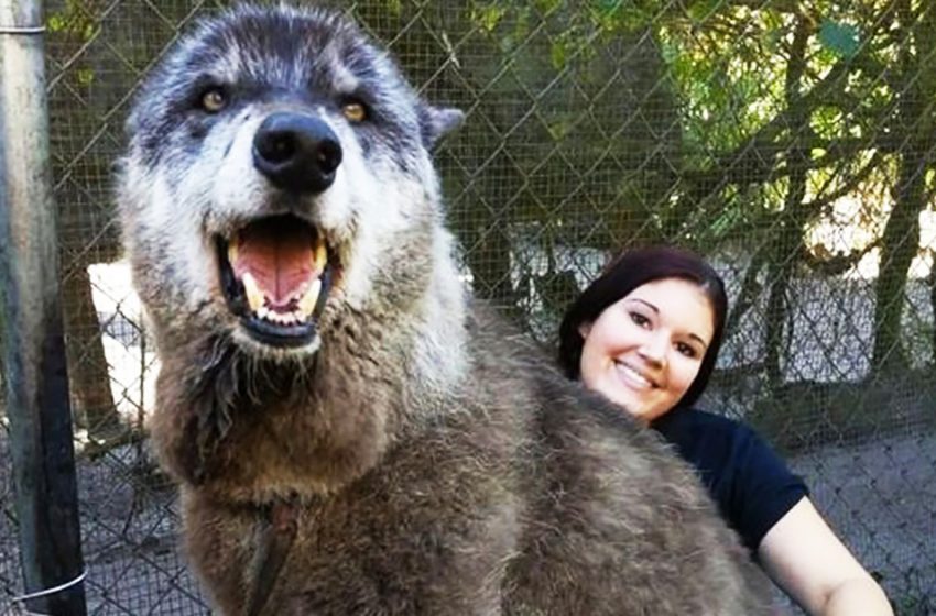  7 years ago, a wolf named Yuki was supposed to be put to sleep. But he was saved and became a real handsome man