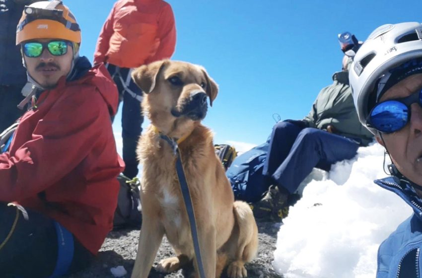  Alpinists climbed Mexico’s tallest volcano to rescue a stray dog
