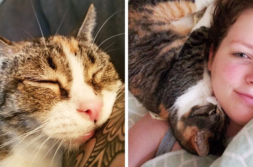  The girl took a deaf old cat from the shelter where she lived the longest. And found a true friend