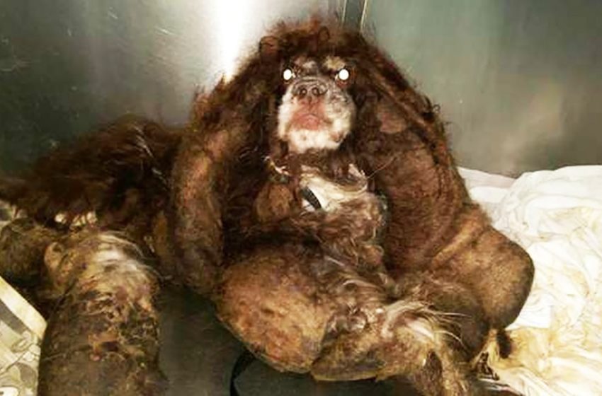  Veterinarians cut almost 3 kg of fur from this animal. And then it became clear that this is a cute spaniel