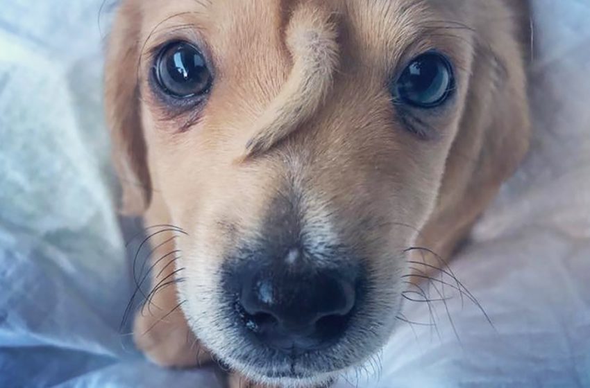  Animal rights activists have found a unicorn dog. This is a little puppy Narwhal, and he has a ponytail on his forehead