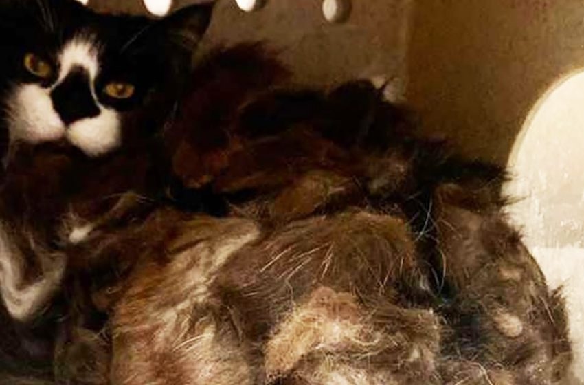  The family moved a new place and found a shaggy monster in the basement. It was a cat that needed a haircut.