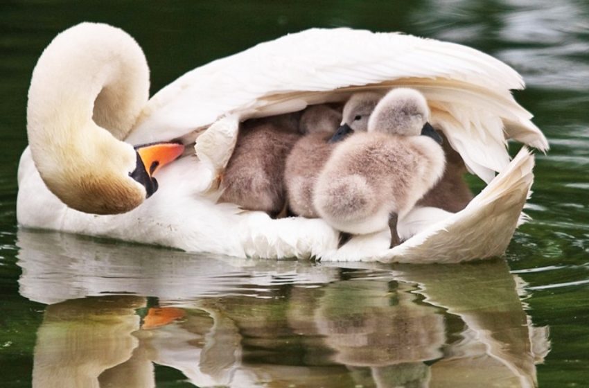  Father swan takes care of the babies after mum passed away