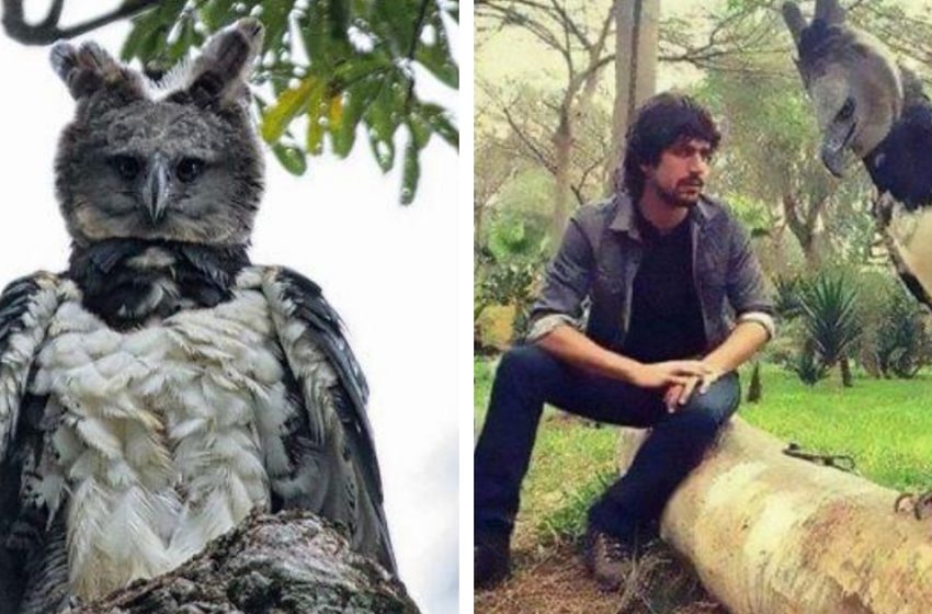  The harpy eagle looks so huge, as a human in a costume