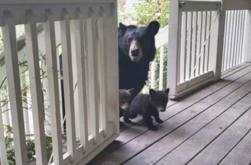  Mother bear carries her babies to meet her human friend