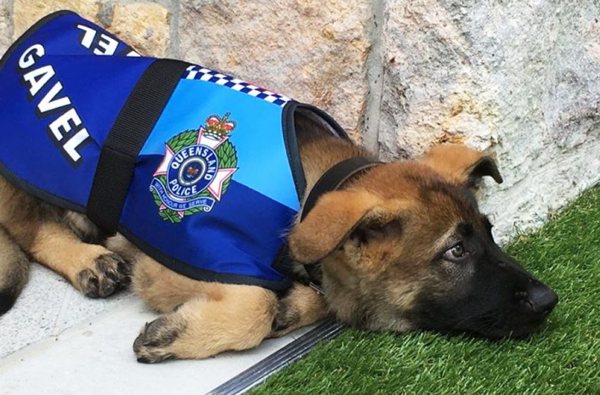  Sweet German Shepherd is extremely friendly, so the police give him an even better job