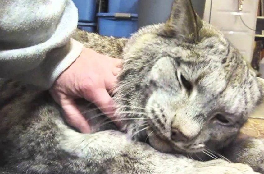  Look at these Canadian cute lynx