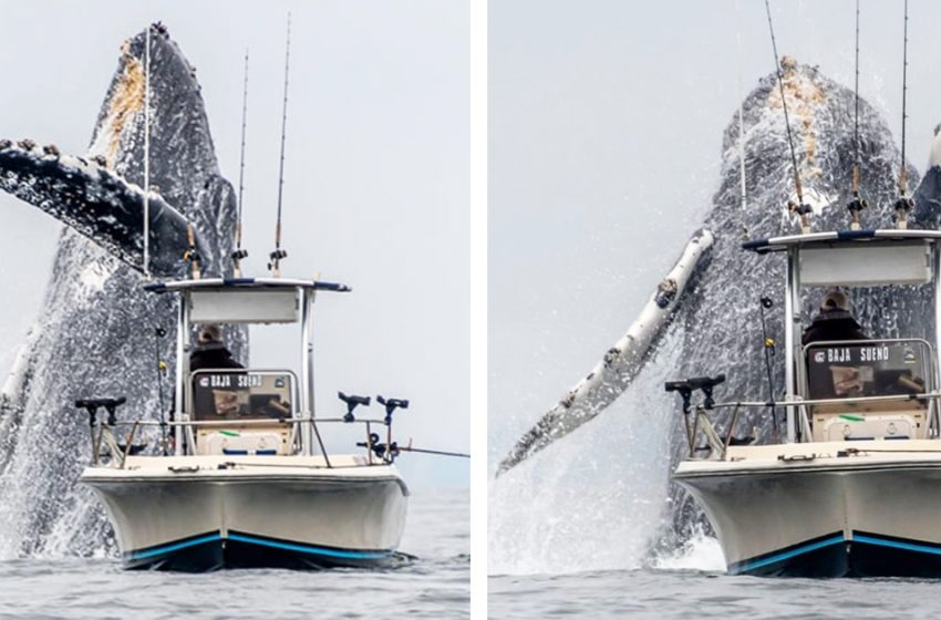  The giant whale burst out the sea near the fishers’ boat