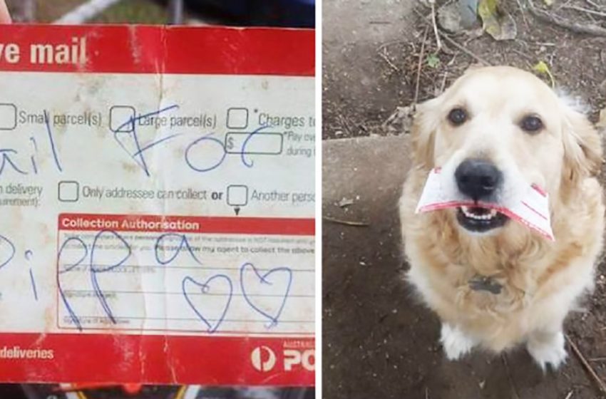  Every day the kind postman brings letter for the dog even when there is no mail