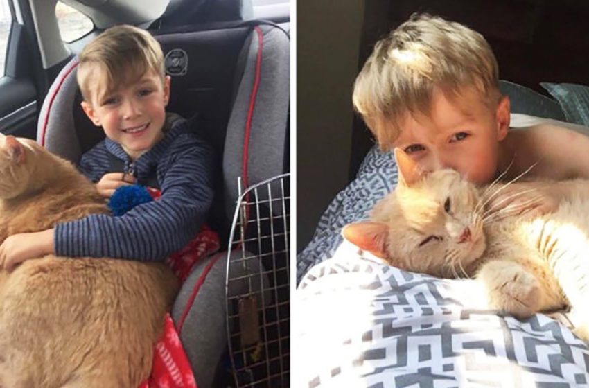  The boy could adopt a pet and he took a 10-year-old huge cat