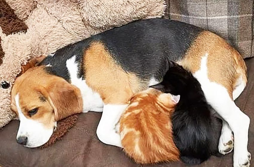  Beagle became good friends with kittens and even fed them as their mother