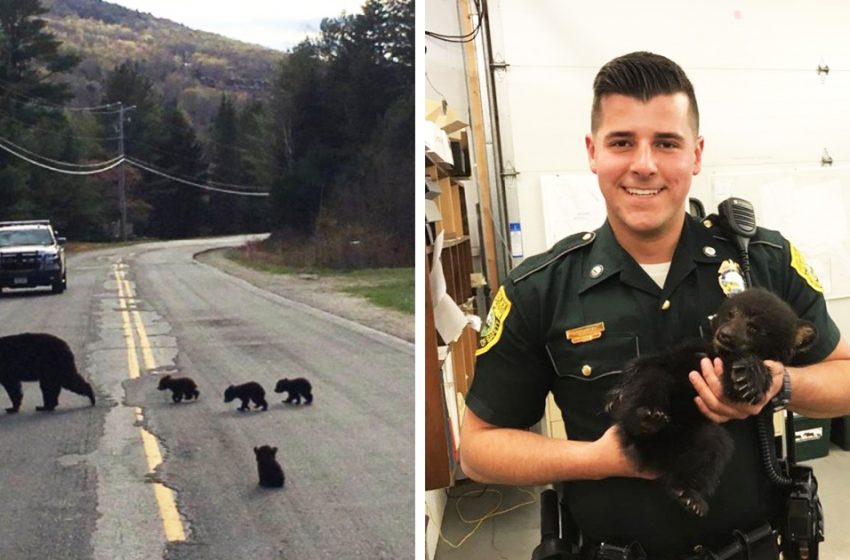  The ill bear cub remained behind and the generous police officer risked his life to save him