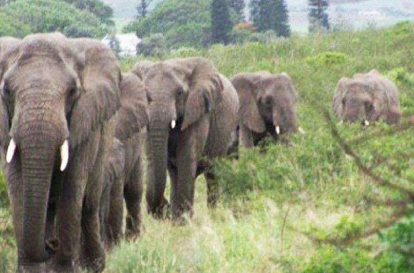  The drove of elephants journeyed 12 hours to grieve for their human friend