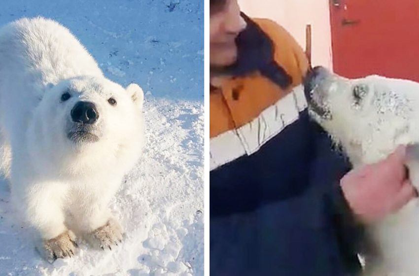  The arctic mine workers saved the orphan bear