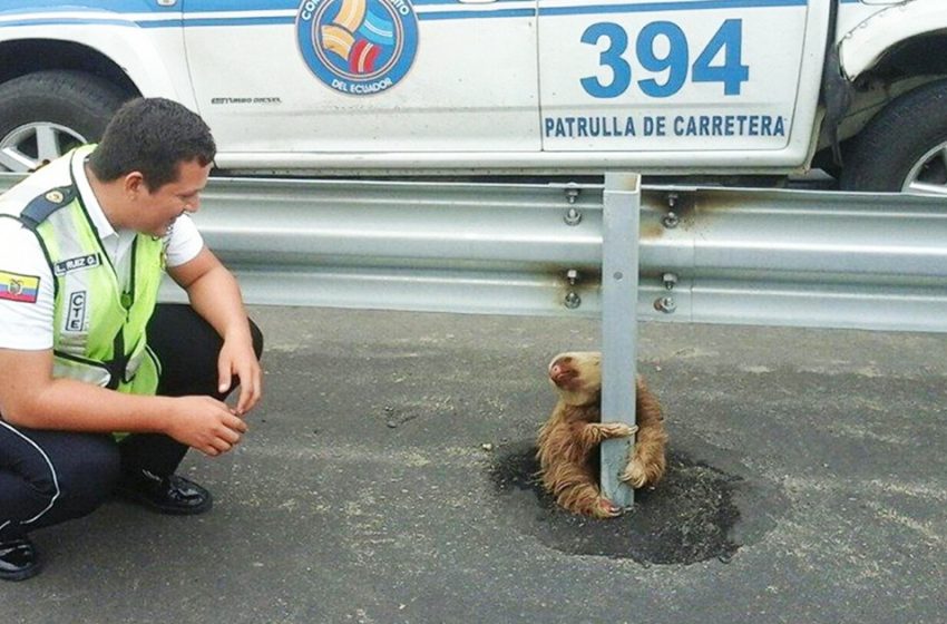  The kind officer helped scared sloth on a highway