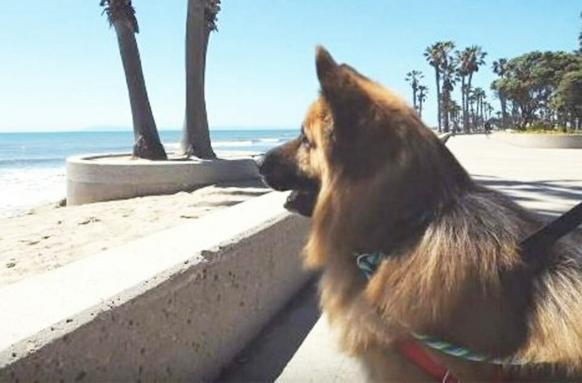  The dog finally felt the happiness of freedom after he was chained for a long time