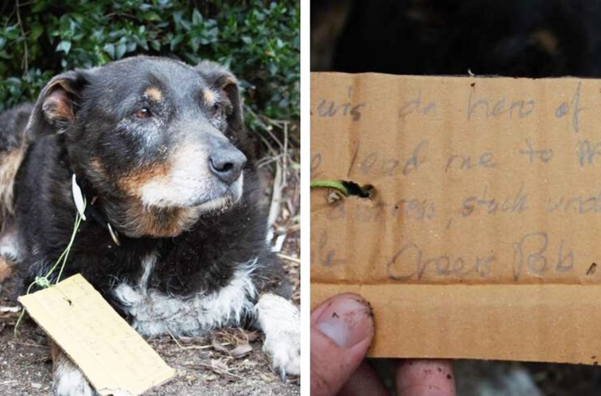  The missing dog returned home with a note calling him a hero