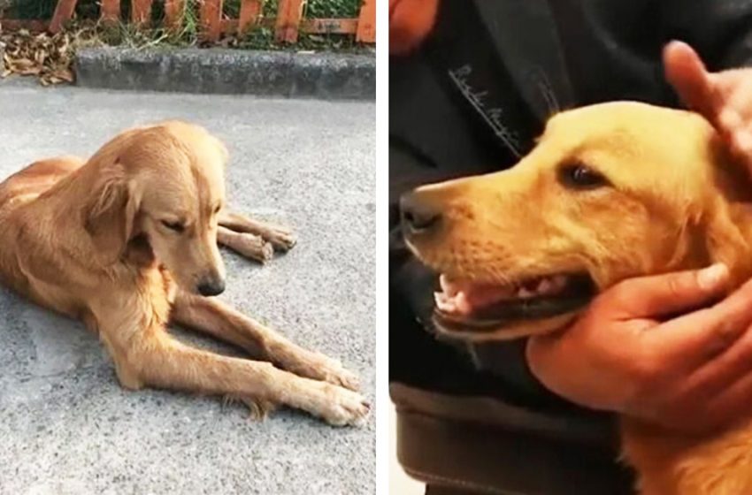  The loyal dog travelled two weeks to find her owners