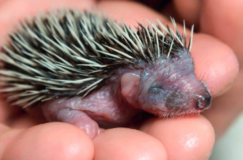  The vet saved a tiny hedgehog, and it changed his whole life