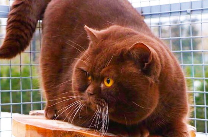  New breed of Shorthair cat was reproduced in Germany. Its feature is a soft and voluminous fur