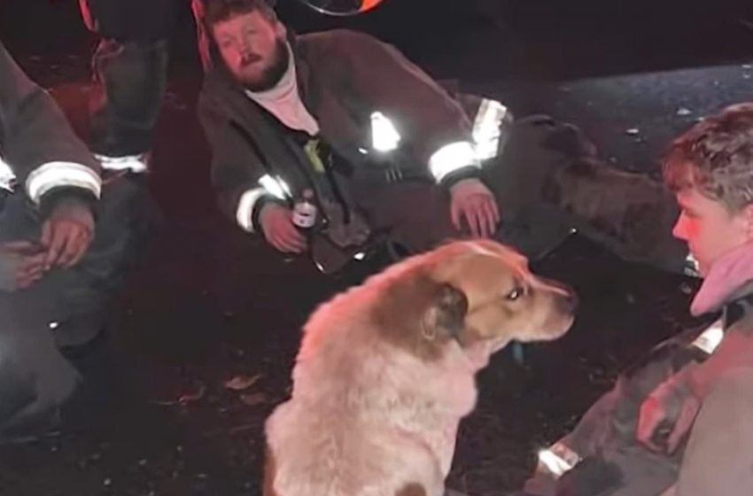  The dog who accidentally ran through saved an entire family from a fire and earned respect