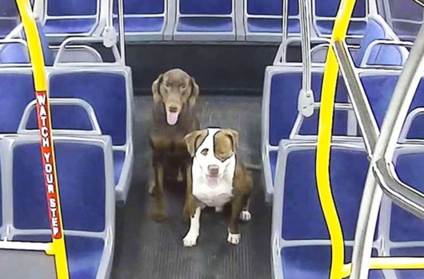  Bus driver helped the two dogs to reunite their family