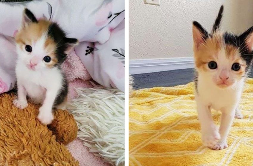  Kind-hearted people helped the crying tiny kitten to change her life and find a good friend