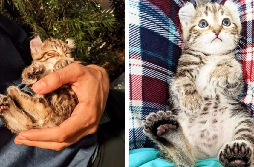  The fearless kitten has big paws and was joyful that she could finally use them