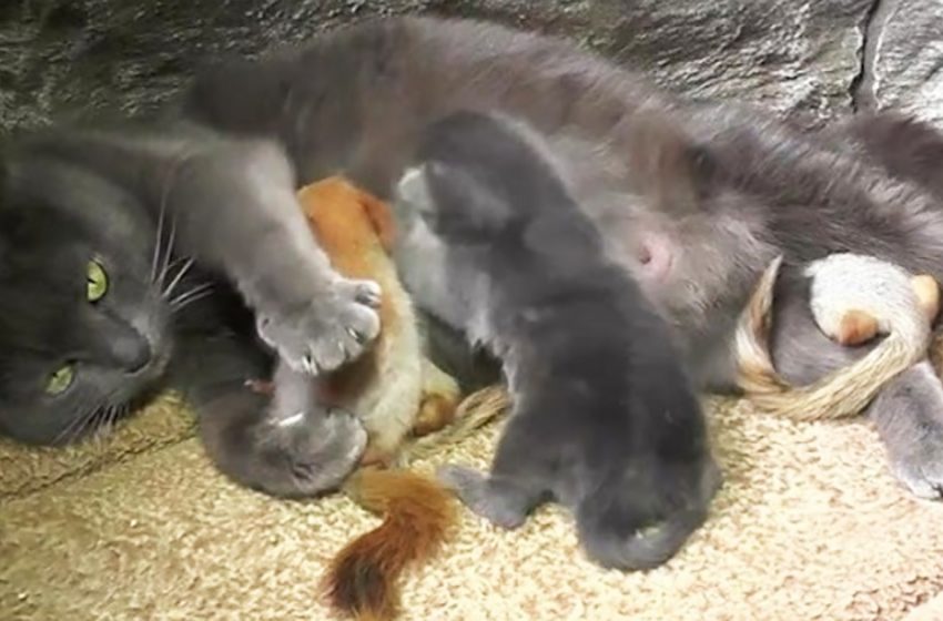  The owner was amazed when she found out where her cat went leaving her kittens alone