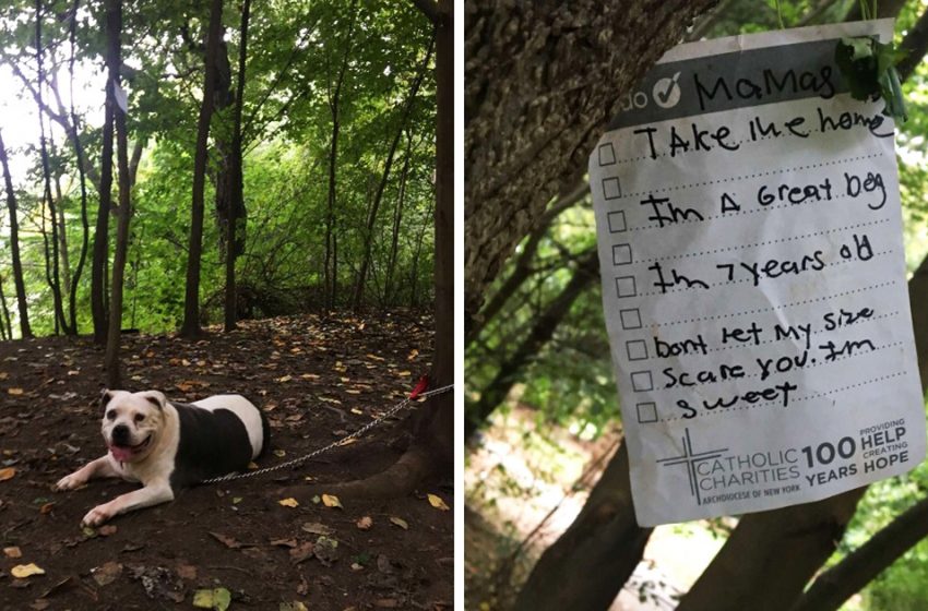  The cute dog was tied to the tree with a note next to her