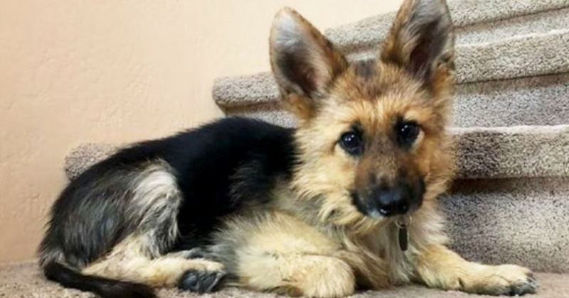  The unusual condition of the German Shepherd makes it look like a puppy