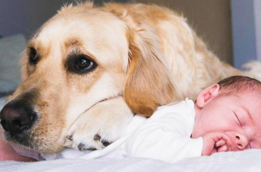  A very cute friendship: the golden retriever takes care of the baby from birth