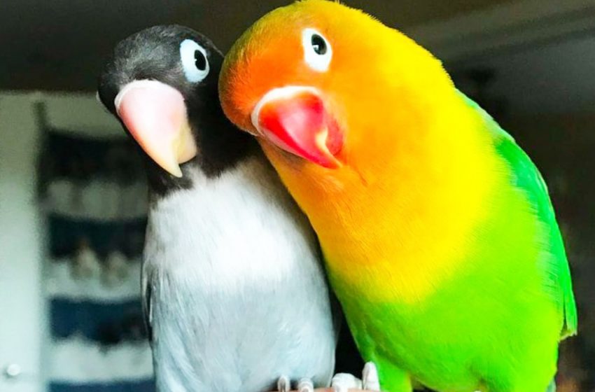  A bright parrot and his unusual girlfriend became parents. The kids turned out to be prettier than their parents