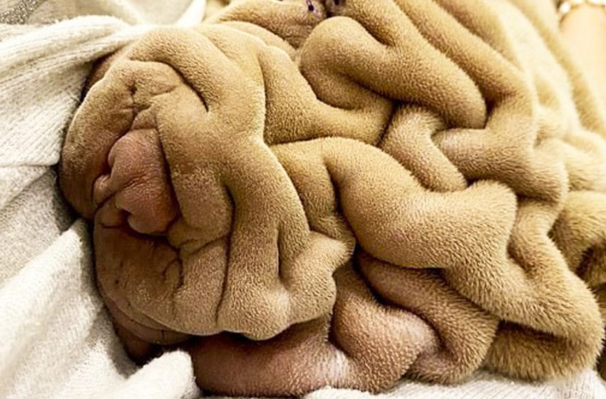  No, this is not a crumpled blanket. This is a cute little doggie