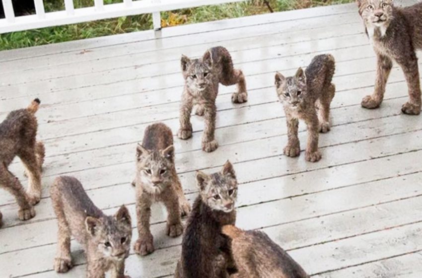  The man living in Alaska noticed lovely lynx family in front of his house