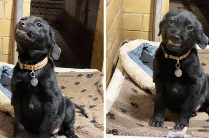  The adorable black dog smiled kindly to everyone who passed by him and looked at him