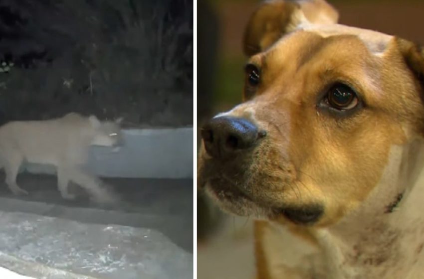  The heroic dog chased down the huge lion to save his family