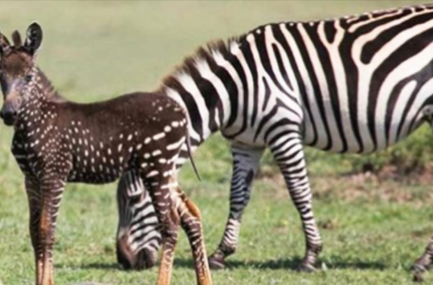  The unusual baby zebra was born with polka dots instead of stripes