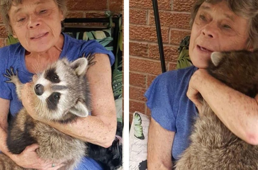  Raccoon keeps visiting his foster mother after being released to forest