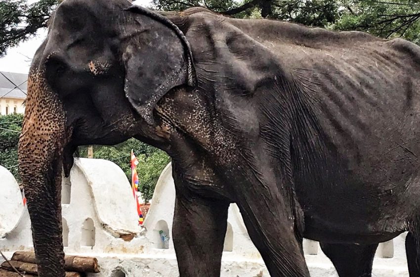  The emaciated body of a starving old elephant was hidden behind a party costume