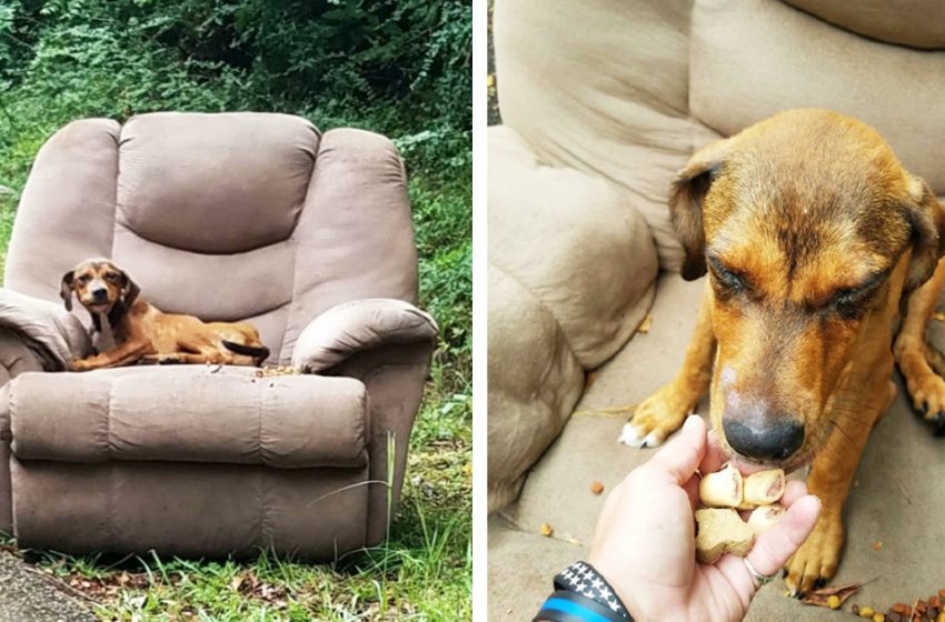  The puppy was thrown out with the owner’s chair so that he was afraid to look for food