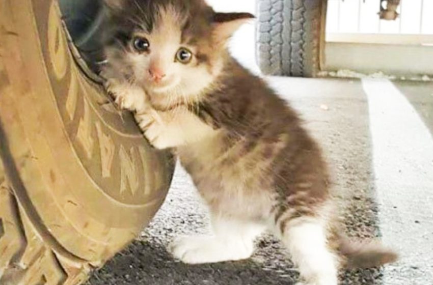  The little kitten, noticed under the car, finally found its happiness