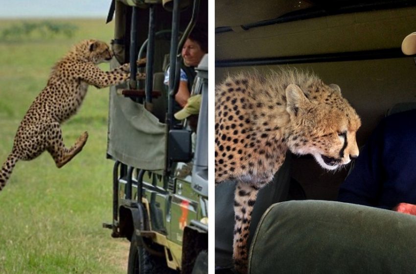  Tourist came face to face with wild cheetah when it jumped into the vehicle