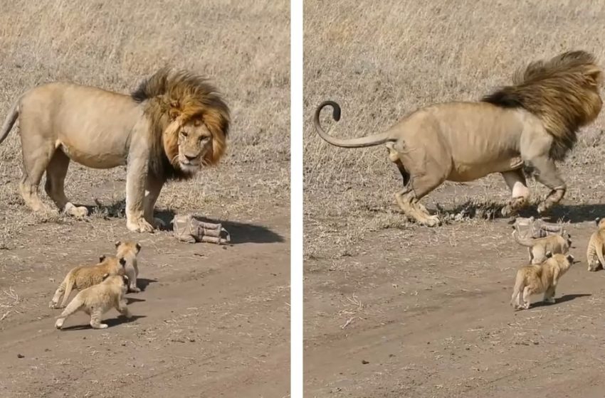  The lion tries to get rid of his four little cubs