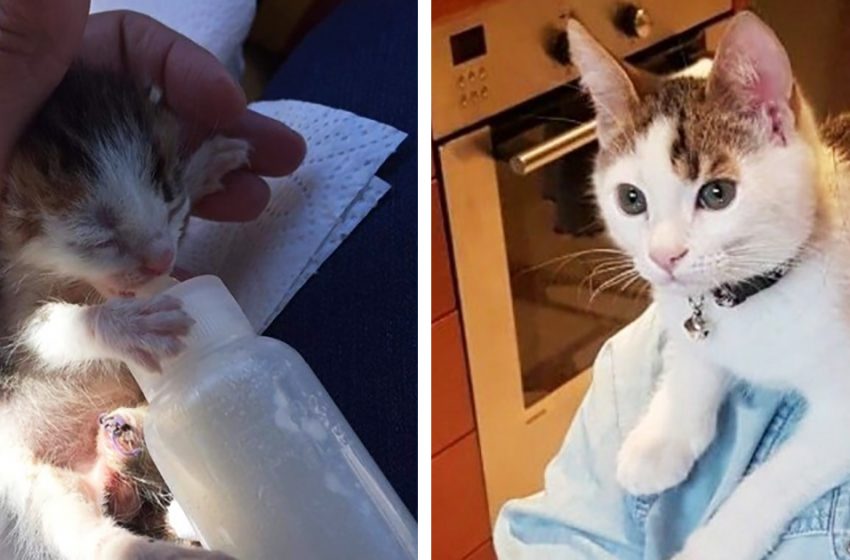  The tiny kitten, found in the garbage, has becoma a real beauty