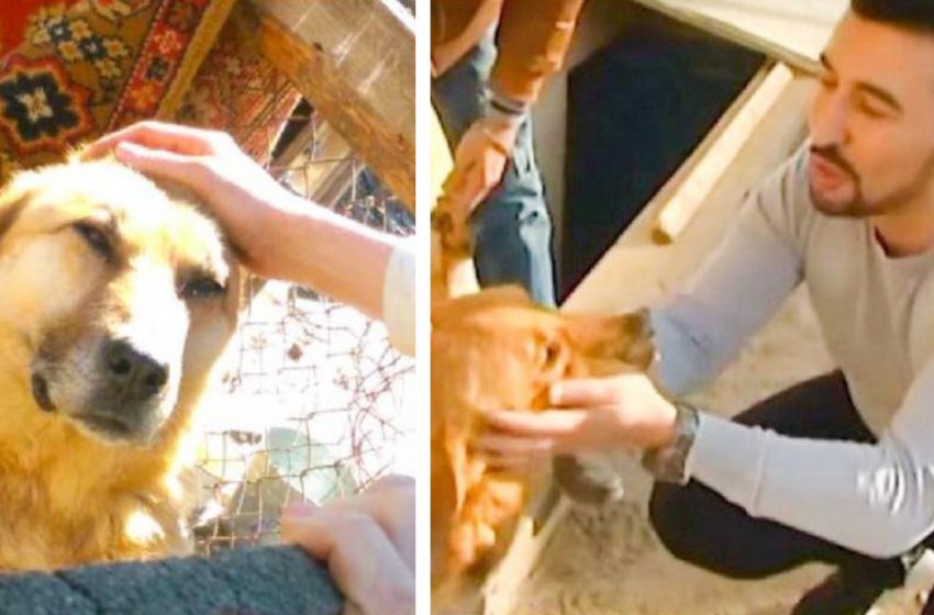  —This guy saved 350 dogs! He finds them on the street, nurses them and helps restore trust in people