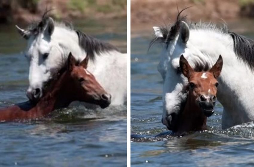  Affecting moment! Wild horse saved the life of the young filly